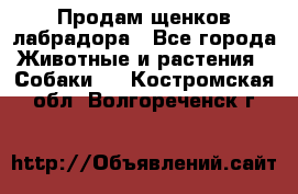 Продам щенков лабрадора - Все города Животные и растения » Собаки   . Костромская обл.,Волгореченск г.